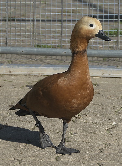 还是快船重