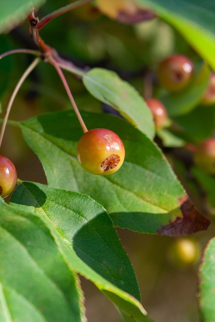 迫使威尔逊 迫使威尔逊