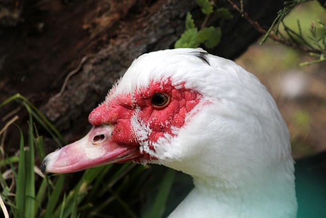 界展示了自 界展示了自